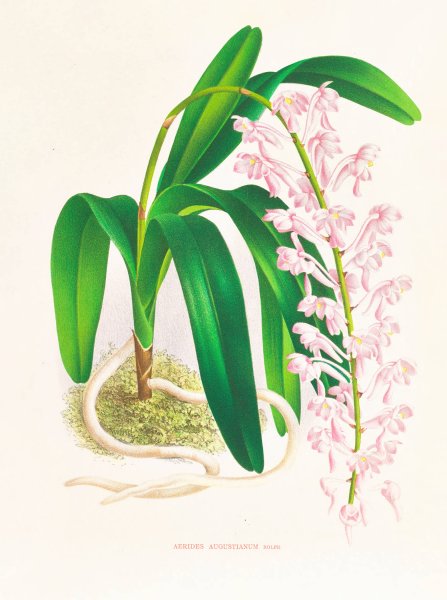 Main Product Photo of Aerides augustianum  Painting by Jean Jules Linden