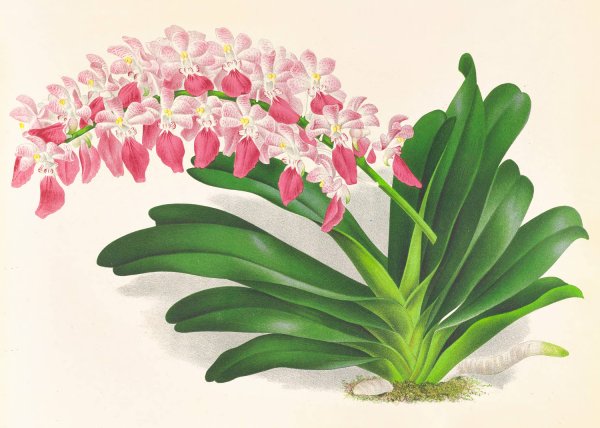 Aerides maculosum  by Jean Jules Linden - Hand-Painted Oil Painting Reproduction