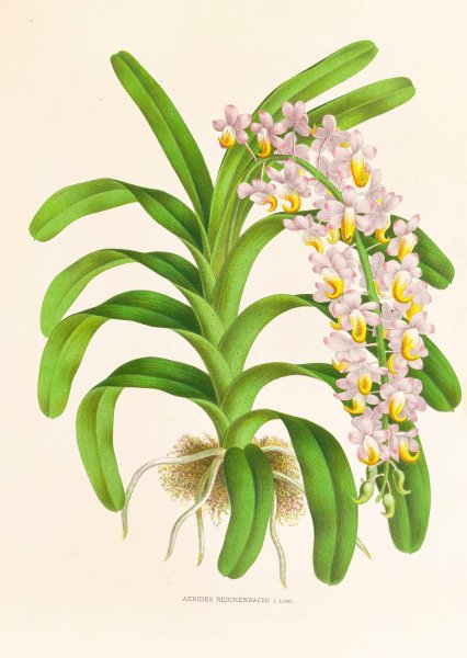 Aerides Reichenbach  by Jean Jules Linden - Hand-Painted Oil Painting Reproduction