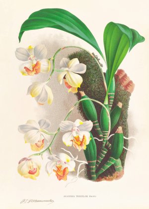 Aganisia tricolor by Jean Jules Linden Oil Painting