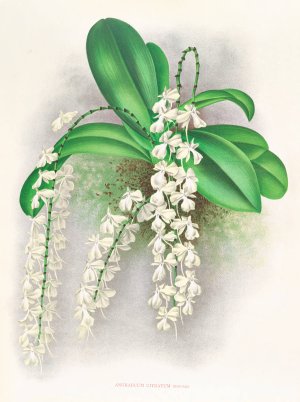 Angraecum citratum by Jean Jules Linden Oil Painting