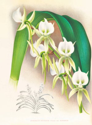 Angraecum eburneum var superbum by Jean Jules Linden Oil Painting