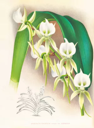 Angraecum eburneum var superbum by Jean Jules Linden Oil Painting