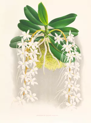 Angraecum ellisi Oil painting by Jean Jules Linden