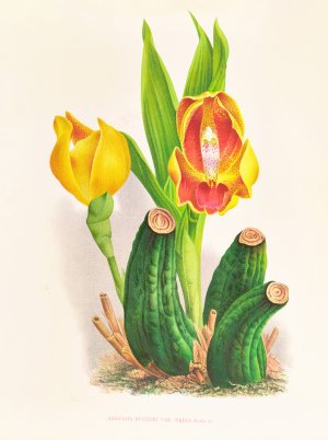 Anguloa Ruckeri var media Oil painting by Jean Jules Linden