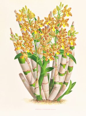 Ansellia congoensis by Jean Jules Linden Oil Painting