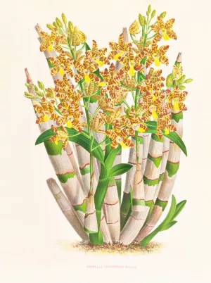 Ansellia congoensis by Jean Jules Linden Oil Painting