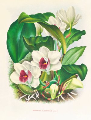 Bifrenaria harrisoniae by Jean Jules Linden Oil Painting