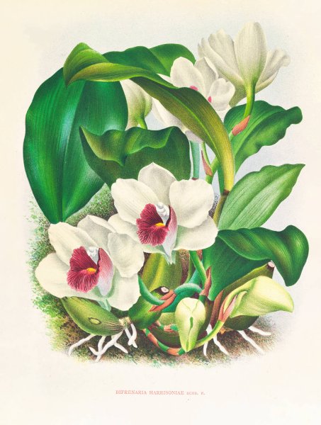 Main Product Photo of Bifrenaria harrisoniae  Painting by Jean Jules Linden