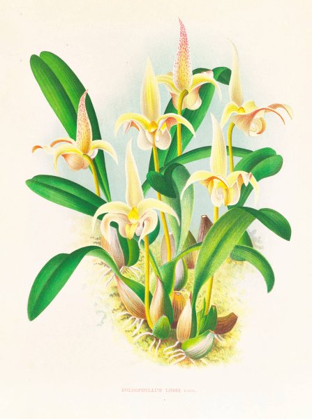 Main Product Photo of Bolbophyllum lobbi  Painting by Jean Jules Linden
