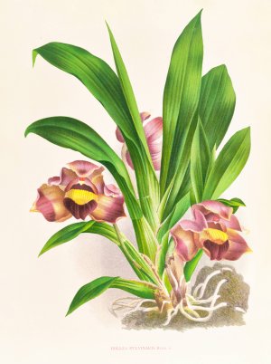 Bollea pulvinaris by Jean Jules Linden Oil Painting