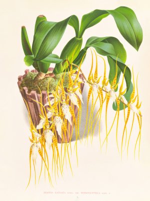 Brassia caudata by Jean Jules Linden Oil Painting