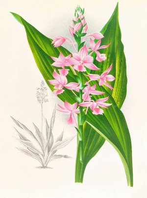 Calanthe Masuca by Jean Jules Linden Oil Painting