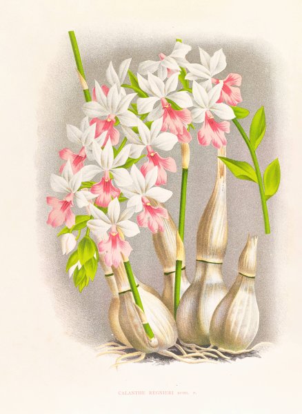 Main Product Photo of Calanthe regnieri  Painting by Jean Jules Linden