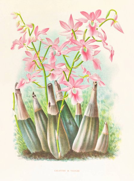 Calanthe veitchi  by Jean Jules Linden - Hand-Painted Oil Painting Reproduction