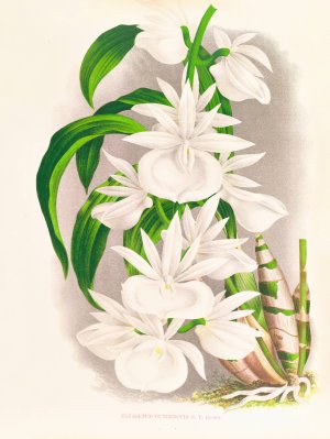 Catasetum bungerothi by Jean Jules Linden Oil Painting