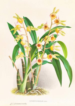 Catasetum Discolor by Jean Jules Linden Oil Painting