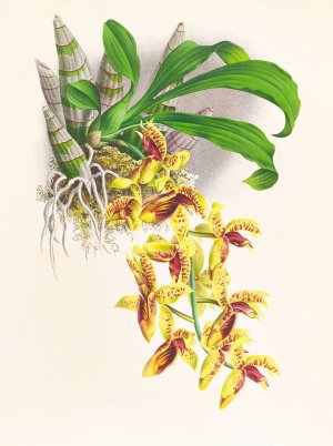 Catasetum galeritum by Jean Jules Linden Oil Painting