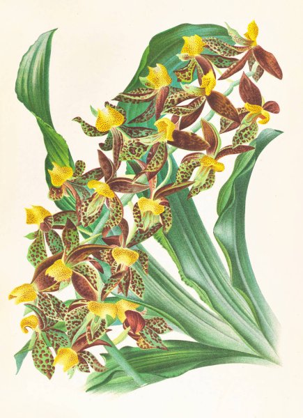 Catasetum rodigasianum  by Jean Jules Linden - Hand-Painted Oil Painting Reproduction