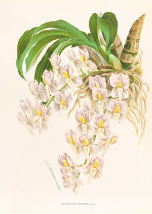 Catasetum tigrinum by Jean Jules Linden Oil Painting