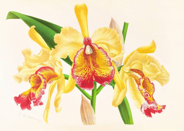 Cattleya Aurea  by Jean Jules Linden - Hand-Painted Oil Painting Reproduction