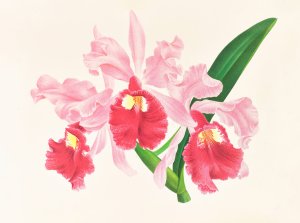 Cattleya gigas Oil painting by Jean Jules Linden