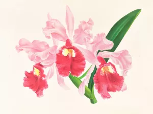 Cattleya gigas by Jean Jules Linden Oil Painting