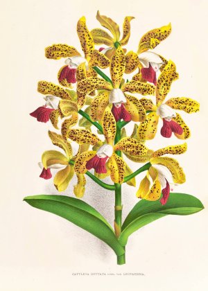 Cattleya guttata by Jean Jules Linden Oil Painting
