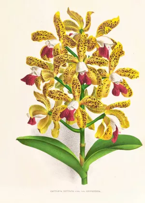 Cattleya guttata by Jean Jules Linden Oil Painting