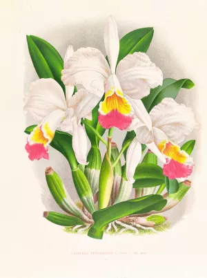 Cattleya kimballiana by Jean Jules Linden Oil Painting