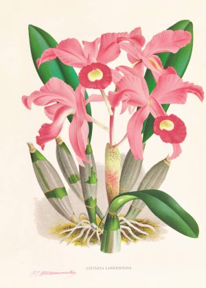 Cattleya Lawrenceana by Jean Jules Linden Oil Painting