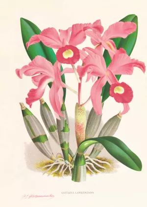 Cattleya Lawrenceana Oil painting by Jean Jules Linden