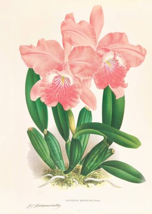 Cattleya Malouana Oil painting by Jean Jules Linden