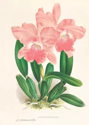 Cattleya Malouana Oil painting by Jean Jules Linden