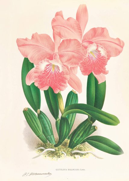 Cattleya Malouana  by Jean Jules Linden - Hand-Painted Oil Painting Reproduction