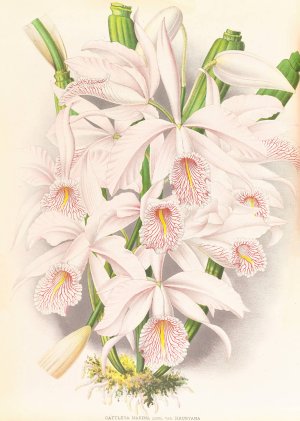 Cattleya Maxima by Jean Jules Linden Oil Painting