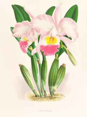 Cattleya Mendeli by Jean Jules Linden Oil Painting