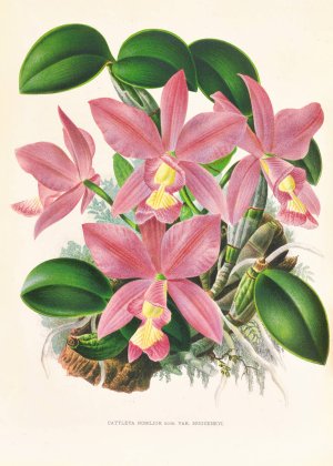 Cattleya nobilior Oil painting by Jean Jules Linden