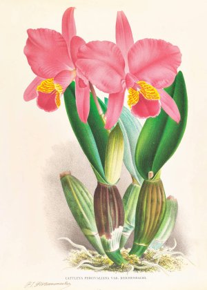 Cattleya percivaliana var reichenbachi by Jean Jules Linden Oil Painting