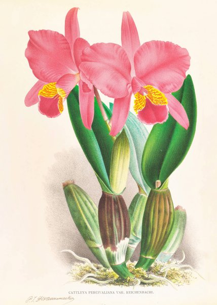 Cattleya percivaliana var reichenbachi  by Jean Jules Linden - Hand-Painted Oil Painting Reproduction