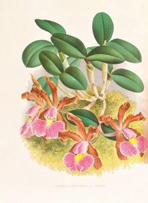 Cattleya schilleriana by Jean Jules Linden Oil Painting