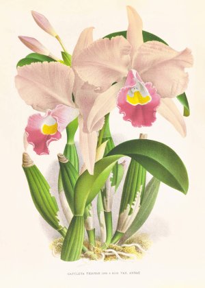 Cattleya Trianae by Jean Jules Linden Oil Painting