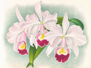 Cattleya Trianae var Martin-Cahuzac by Jean Jules Linden Oil Painting