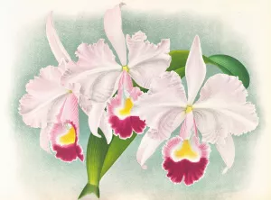 Cattleya Trianae var Martin-Cahuzac by Jean Jules Linden Oil Painting