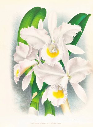 Cattleya Trianae var Pallida by Jean Jules Linden Oil Painting