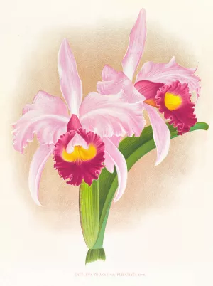 Cattleya Trianae var purpurata by Jean Jules Linden Oil Painting