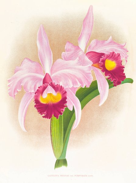 Cattleya Trianae var purpurata  by Jean Jules Linden - Hand-Painted Oil Painting Reproduction