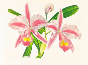 Cattleya Trianae var striata by Jean Jules Linden Oil Painting