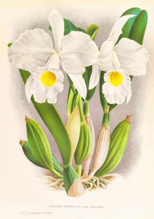 Cattleya Trianae by Jean Jules Linden Oil Painting
