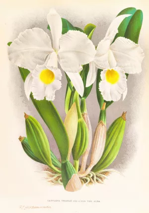 Cattleya Trianae by Jean Jules Linden Oil Painting